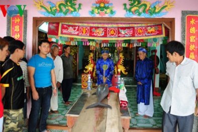 Cá Ông 'lụy' dạt vào bờ mang tín hiệu vui cho người dân Bình Định