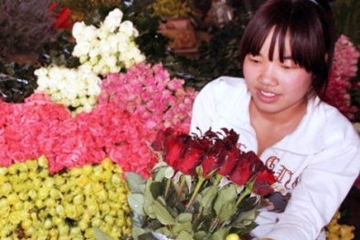 'Cháy' hoa hồng ngày lễ Tình nhân