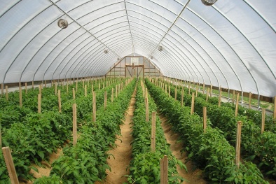 Ứng dụng mô hình trồng rau trong nhà lưới cho năng suất chất lượng