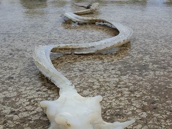 Sửng sốt phát hiện bộ xương 'rồng' khổng lồ trên bờ biển  New Zealand