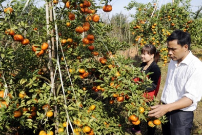 Bắc Giang: Trồng cam Canh cho năng suất, chất lượng và giá trị kinh tế cao