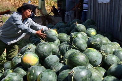 Giá dưa hấu xuất khẩu sang Trung Quốc chỉ trên dưới 5.000 đồng/kg