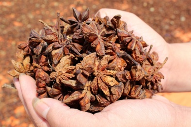 Cải tạo cây hồi già cỗi, người dân xứ Lạng bỏ túi tiền tỷ