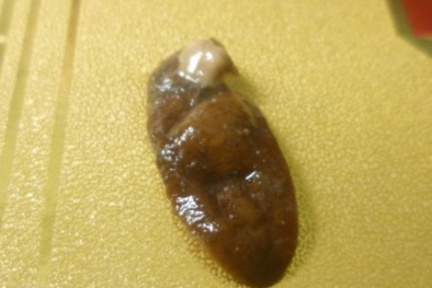 Nghi vấn bánh đậu xanh có đỉa: 'Cho rằng sinh vật đó giống con đỉa là chưa chính xác'