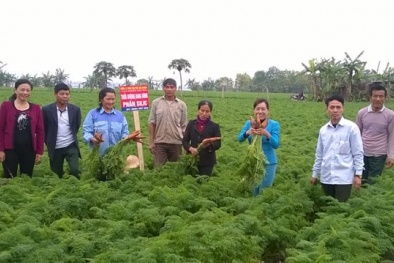 Tăng năng suất chất lượng cây trồng ở Bắc Ninh với phân bón Silic