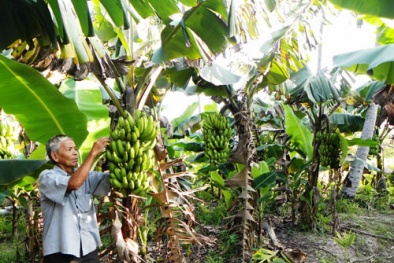 Phương pháp cấy mô nhân giống chuối già lùn cho năng suất cao