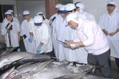 Chất lượng và giá cả cá ngừ xuất sang Nhật ngày càng tăng