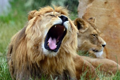 Phát hiện 6 con sư tử xổng chuồng, ‘rủ nhau đi dạo’ quanh thủ đô Kenya