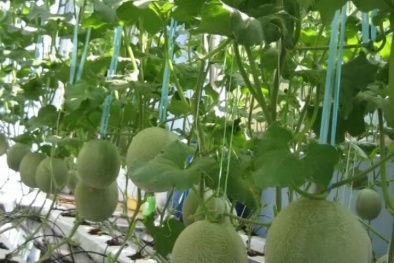 Áp dụng công nghệ tưới nhỏ giọt nâng cao năng suất chất lượng dưa lưới