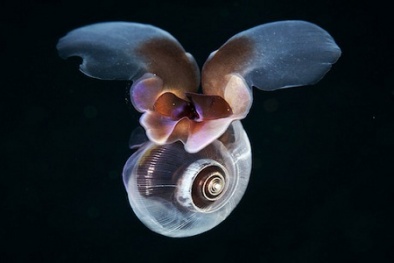 Thích thú với loài sên biển bay dưới nước như bướm