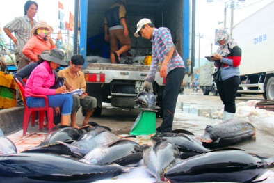 Lãnh đạo Sở bất lực nhìn thương lái bắt chẹt ngư dân để ép giá cá ngừ