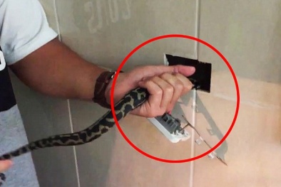 Phát hoảng vì thấy rắn lớn 'trốn' sau ổ điện