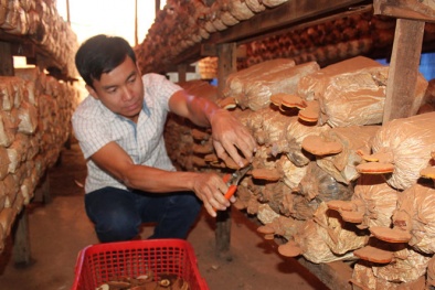 Bí quyết làm giàu: Đổi đời nhờ làm nấm linh chi
