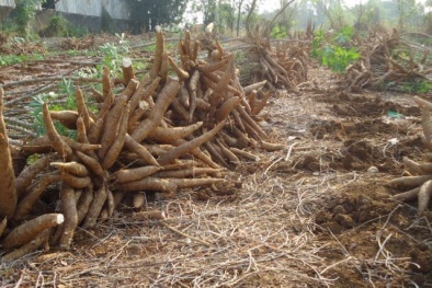 Khảo nghiệm giống mới nâng cao năng suất cây sắn củ