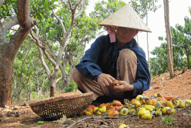 Người cười nụ, kẻ khóc thầm khi giá điều đạt đỉnh 10 năm