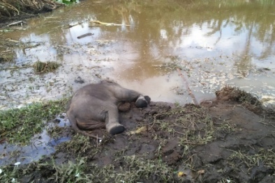 Mở hộp đậu xanh kinh hoàng phát hiện đầu rắn như đang 'ngọ nguậy'