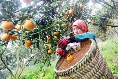 Tăng năng suất chất lượng cam sành Hà Giang bằng quy trình VietGap