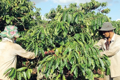 Giá trị cà phê Đăk Nông tăng lên nhờ tham gia PPP