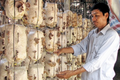 Lào Cai: Trồng nấm cho năng suất chất lượng tốt, thu nhập cao