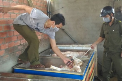 Lò mổ heo lậu 'ngập ngụa' trong mùi hôi thối của thịt heo