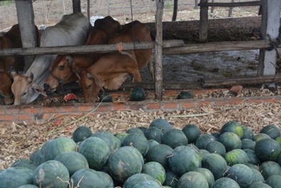 Chua chát cảnh 'người khóc bò cười' vì giá dưa hấu chỉ còn 200 - 300đ/kg