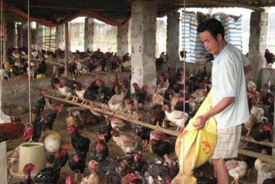 Mô hình nuôi gà lai đông tảo cho năng suất cao tại Hà Nội