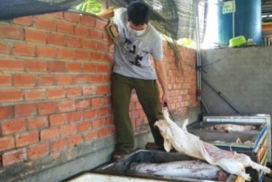 Phát hiện 2,5 tấn thịt heo thối chuẩn bị mang đi tiêu thụ
