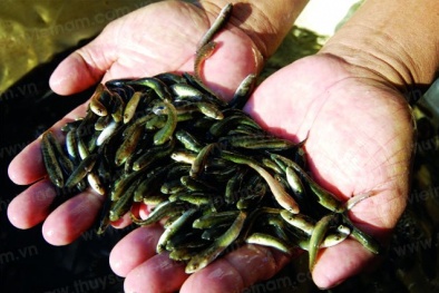 Quy trình nuôi cá lóc đầu nhím thương phẩm cho năng suất cao