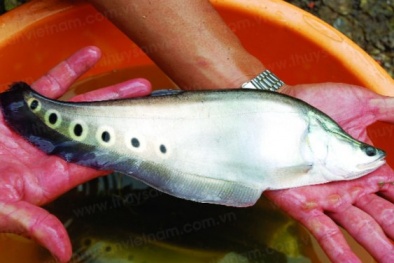 Sinh sản nhân tạo cá nàng hai Chilata ornate giúp tăng giá trị và lợi nhuận