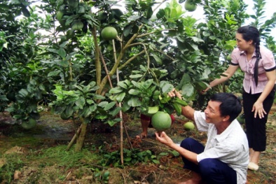Tiền Giang: Chuyên canh bưởi da xanh cho năng suất cao