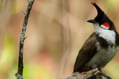 Trộm chim của giám đốc sở, hai thanh niên bị truy tố