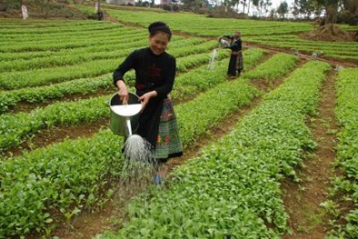 Bến Tre: Ứng dụng nhiều mô hình mới cải thiện thu nhập người nghèo