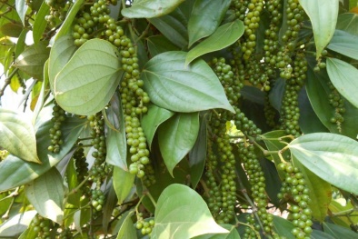 Hậu Giang: Kỳ vọng từ mô hình trồng hồ tiêu ôm cây tràm