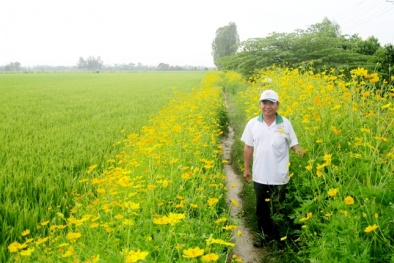 Mô hình trồng lúa xen hoa, vừa đẹp ruộng vừa năng suất cao