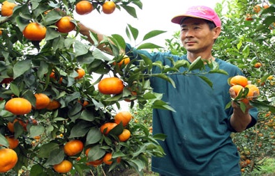 Quảng Ninh: Thành lập HTX Cam 10/10 sản xuất theo tiêu chuẩn VIETGAP