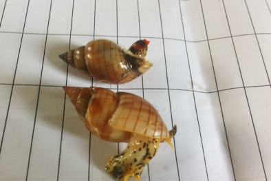 Ngư dân Hà Tĩnh ngộ độc tử vong nghi do ăn phải ốc bùn bóng? 