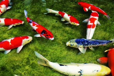 Hợp tác phát triển nuôi cá chép ‘nghìn đô’ tại Vĩnh Long