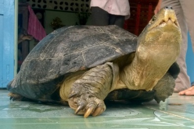 Ôm khư khư ‘cụ rùa’ giá trăm triệu đi ngủ vì sợ mất lộc trời 