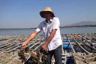 Bí quyết làm giàu: Nuôi hàu Thái Bình Dương thu tiền tỉ