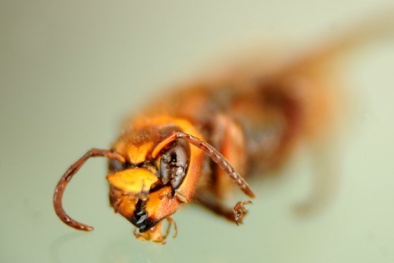 Anh cảnh báo 'sát thủ' ong bắp cày đe dọa sức khỏe người dân