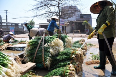 Bắc Giang: Trồng hành 2 tháng, lãi 300 triệu đồng