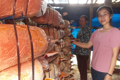 Nữ kỹ sư 9X say trồng nấm, lãi 200 triệu đồng/năm