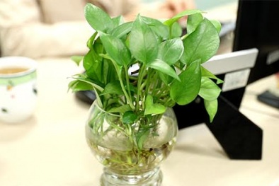 Vật phẩm phong thủy 'kéo' lộc về trên bàn làm việc 