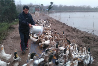 70 nghìn đồng một kg vịt biển của ông Đoàn Văn Vươn