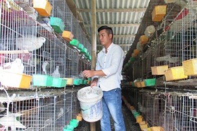 Kiếm trăm triệu mỗi năm từ nuôi bồ câu Pháp, gà đồi