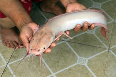 Tò mò tới xem cá trê trắng, trả 5 triệu không mua được