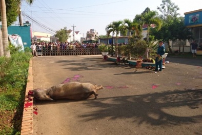 Dùng súng bắn hạ 'trâu điên' làm loạn đường phố, húc 3 người bị thương