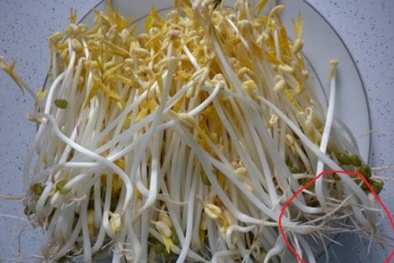 Cách phân biệt giá đỗ sạch và giá đỗ ngâm hóa siêu đơn giản 