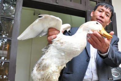 Chuẩn bị có nhà hàng chuyên Vịt biển Đoàn Văn Vươn 