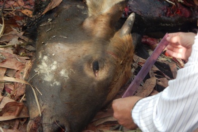 Bắt 2 nghi phạm bắn chết bò tót ở Đồng Nai